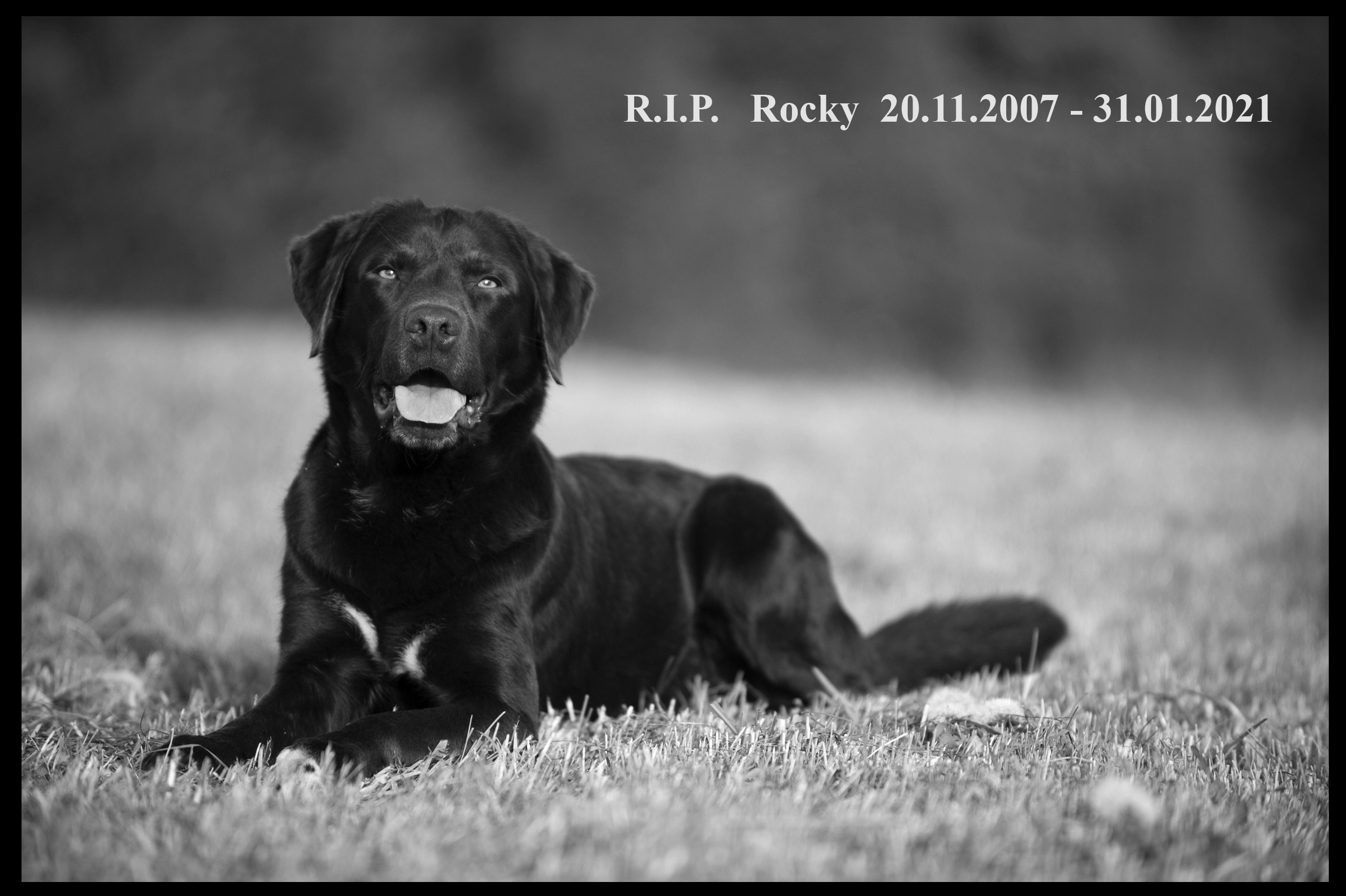 Nachruf Rocky